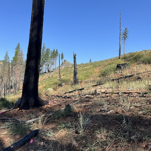 4th Southwest Fire Ecology Conference Takes Place November 18-22 in Santa Fe